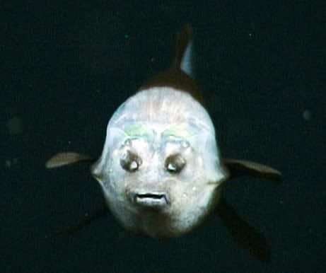 090223-04-fish-transparent-head-barreleye-pictures_big.jpg