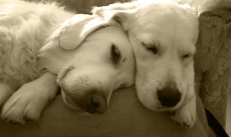 Sepia Snoozers by jet3270 2