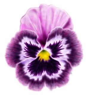 pansy Pictures, Images and Photos