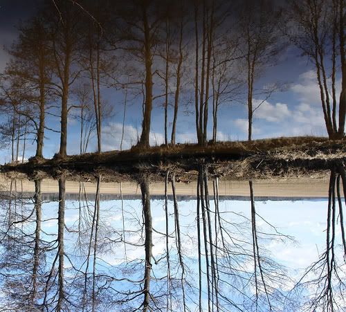beautiful photo: treesskyandwateropticalillusions.jpg