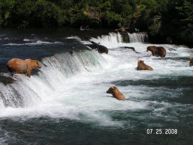 IMAGE: http://i278.photobucket.com/albums/kk119/g8trgr8t/Alaska/Katmai093.jpg