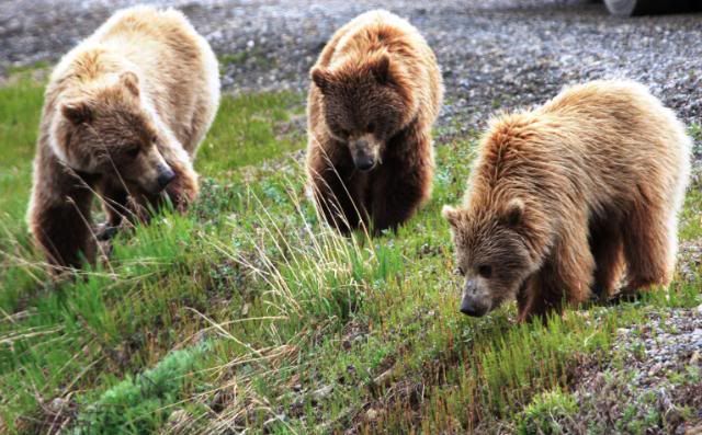 IMAGE: http://i278.photobucket.com/albums/kk119/g8trgr8t/Alaska2011/Denali322.jpg