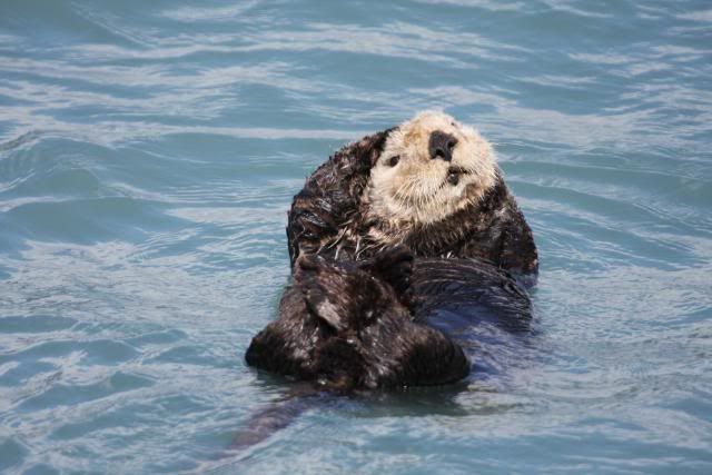 IMAGE: http://i278.photobucket.com/albums/kk119/g8trgr8t/Alaska2011/Seward347.jpg