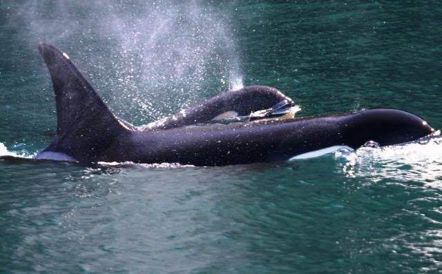 IMAGE: http://i278.photobucket.com/albums/kk119/g8trgr8t/Alaska2011/Seward518.jpg