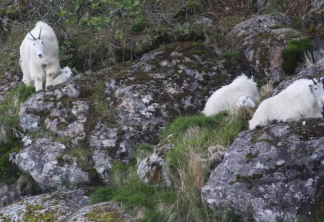 IMAGE: http://i278.photobucket.com/albums/kk119/g8trgr8t/Alaska2011/Seward644b.jpg