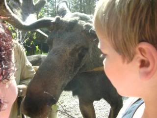 Max en eland