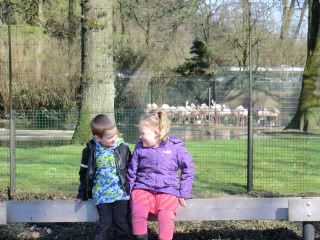 samen voor de flamingo