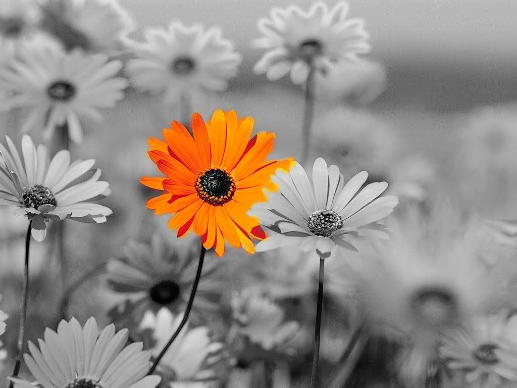 Garden.jpg image by shortstarama