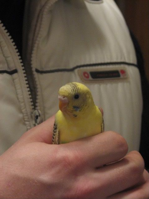 IMG_0117.jpg?t=1225121682