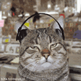 bumpin' cat Pictures, Images and Photos