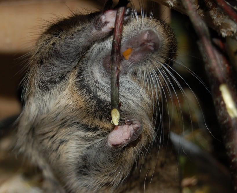 Degu Teeth