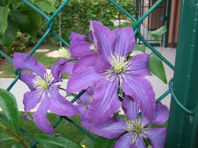 clematis-1.jpg