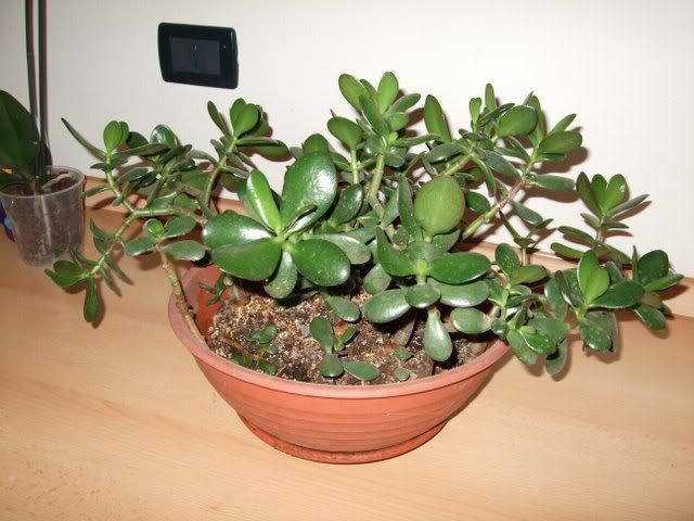 crassula.jpg