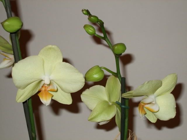 orchidea1.jpg