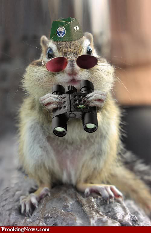 Spy-Squirrel--30718.jpg