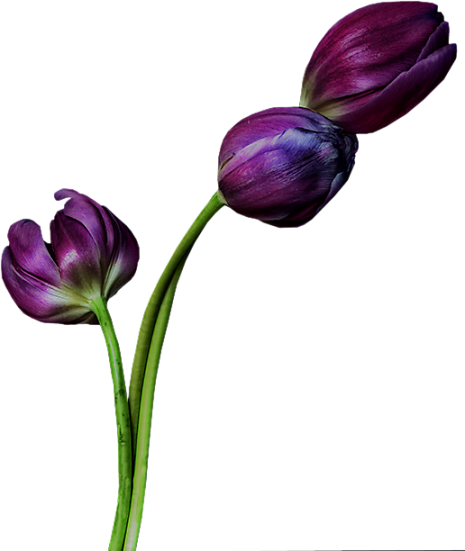 tulip.png picture by dOkis_2008