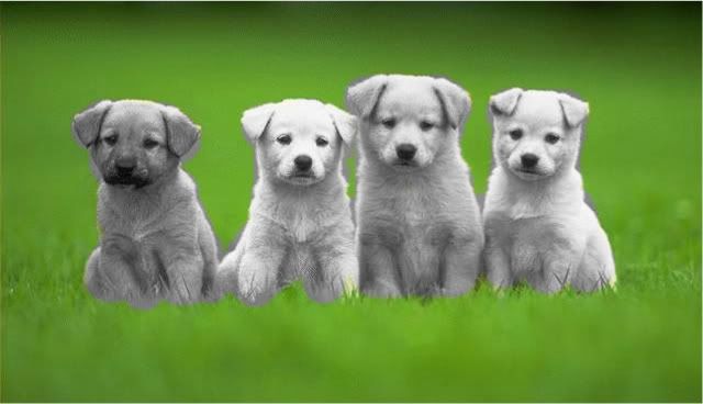 cute puppies wallpaper. 4 cutie puppies Wallpaper