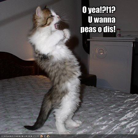 Forum Image: http://i278.photobucket.com/albums/kk85/montanagirl70/funny-pictures-cat-challenges-you-t.jpg