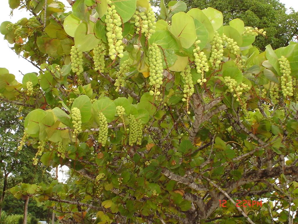 Grape tree Pictures, Images and Photos