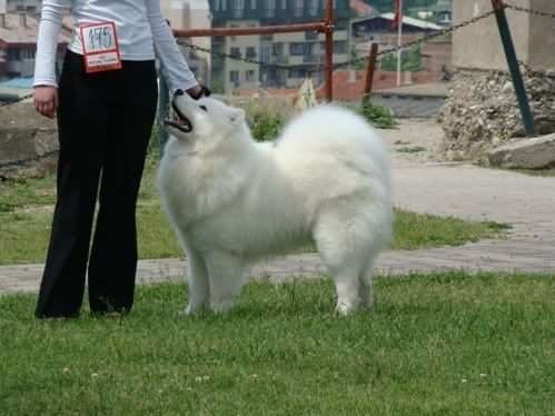 Качена снимка