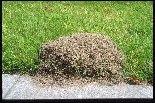 Mound of Fire Ants