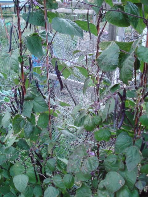 Purple climbing french beans