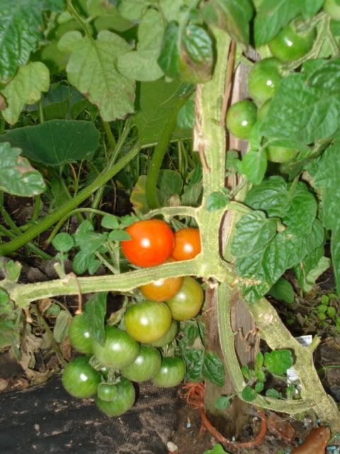 Tomatoes ripening