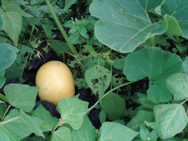 Hundredweight pumpkin