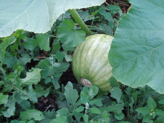 Blue pumpkin