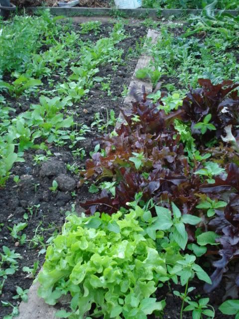 Frilly lettuce and some beets