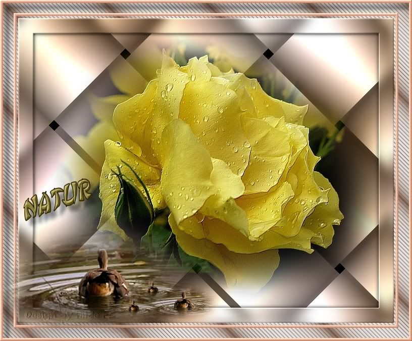 [Bild: BlumenbildgelbeRose2.jpg]