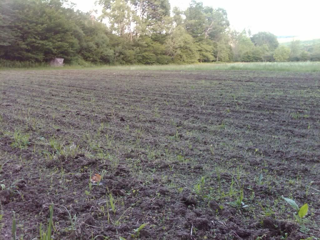 food_plot.jpg