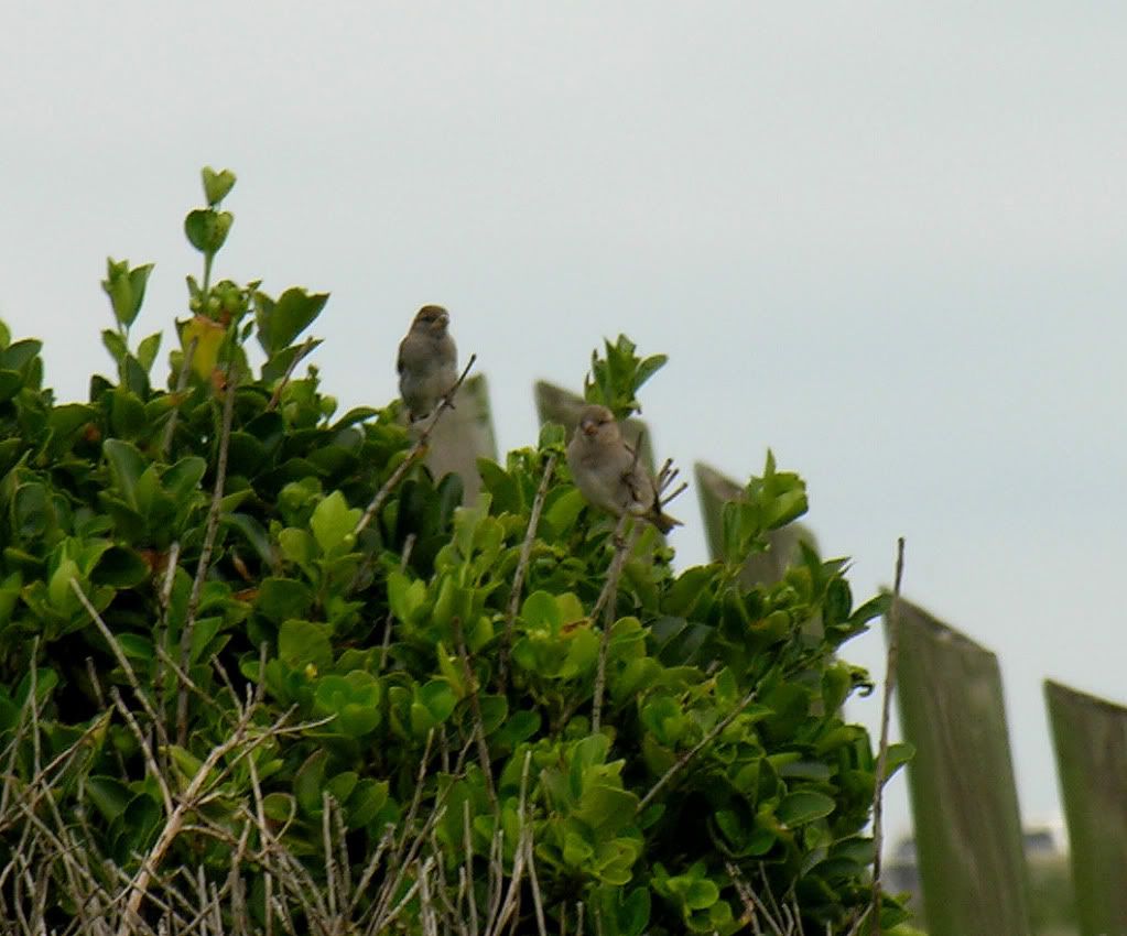 bored teenagers photo: Bored Teenagers JuvenileSparrows3427.jpg