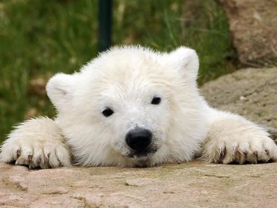 polar bear photo: polar bear polar_bear.jpg