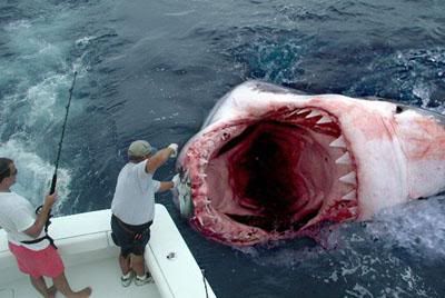 megalodon.jpg image by indridcold_0