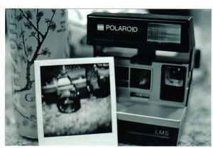 polaroid Pictures, Images and Photos
