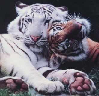 Pictures Baby Tigers on Baby Tigers Graphics Code   Baby Tigers Comments   Pictures