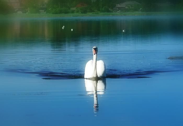 Это лебединое озеро. Photobucket