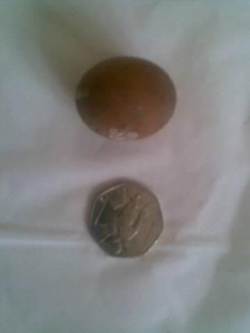 egg1.jpg