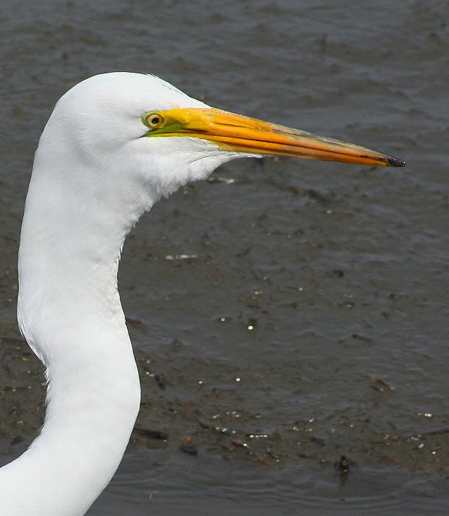 Egret.jpg