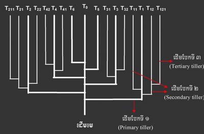 រូប​៨ ប្រព័ន្ធ​បែប​គុម្ព​នៃ​ដំណាំ​ស្រូវ