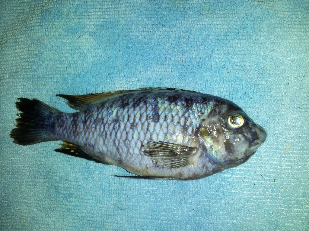 CichlidForum • Sick fish? Water issues? I'm at a loss.....