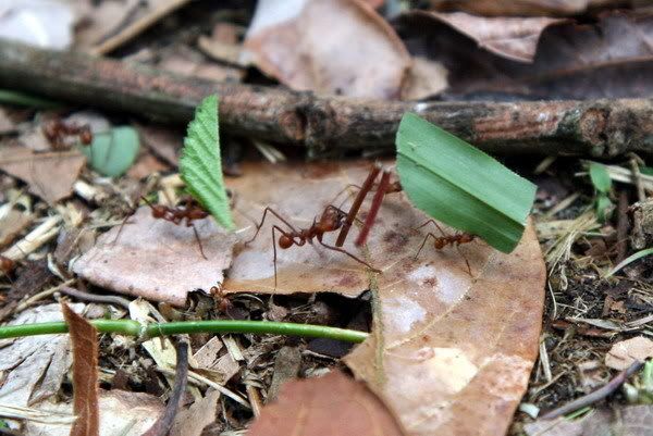Costa Rica Insects