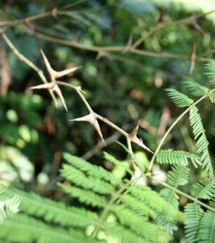 Costa Rica Plants