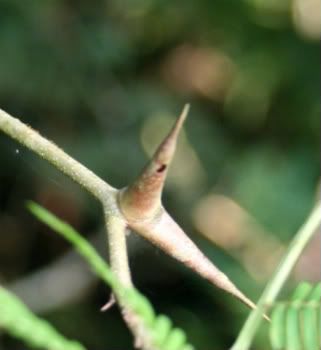 Costa Rica Plants