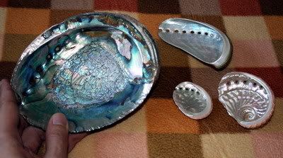 sea-shell