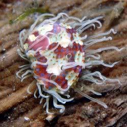 sea-shell