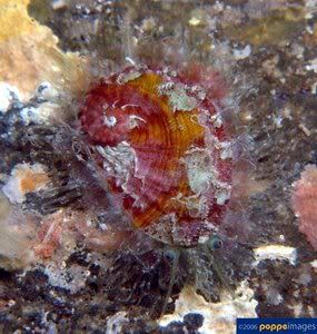 sea-shell