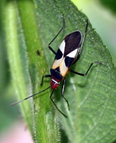 Costa Rica Insects