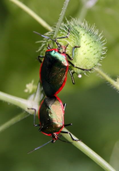 Costa Rica Insects